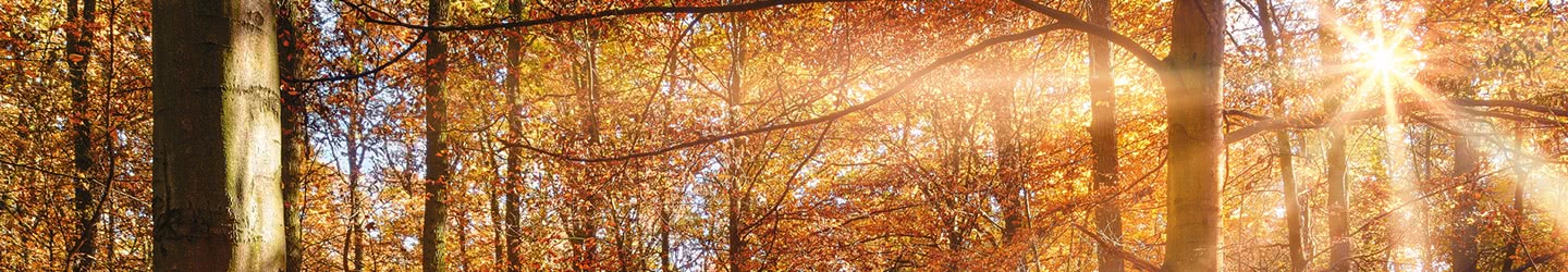 Fototapete Wald Waldtapeten Tauschend Echt In 3d Oder 2d