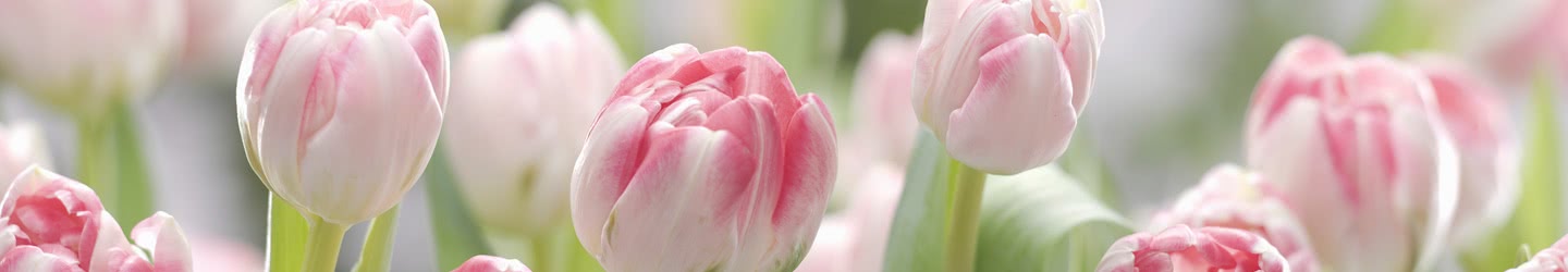 Fototapete Blumen Blumentapete Online Kaufen