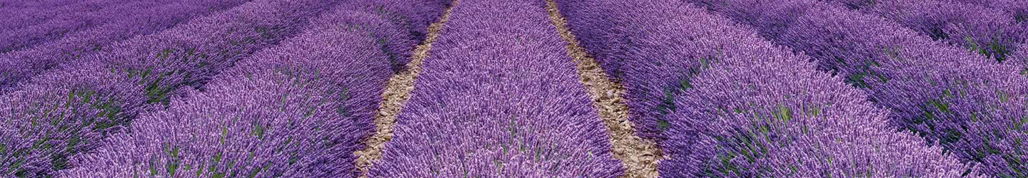 Lila Lila