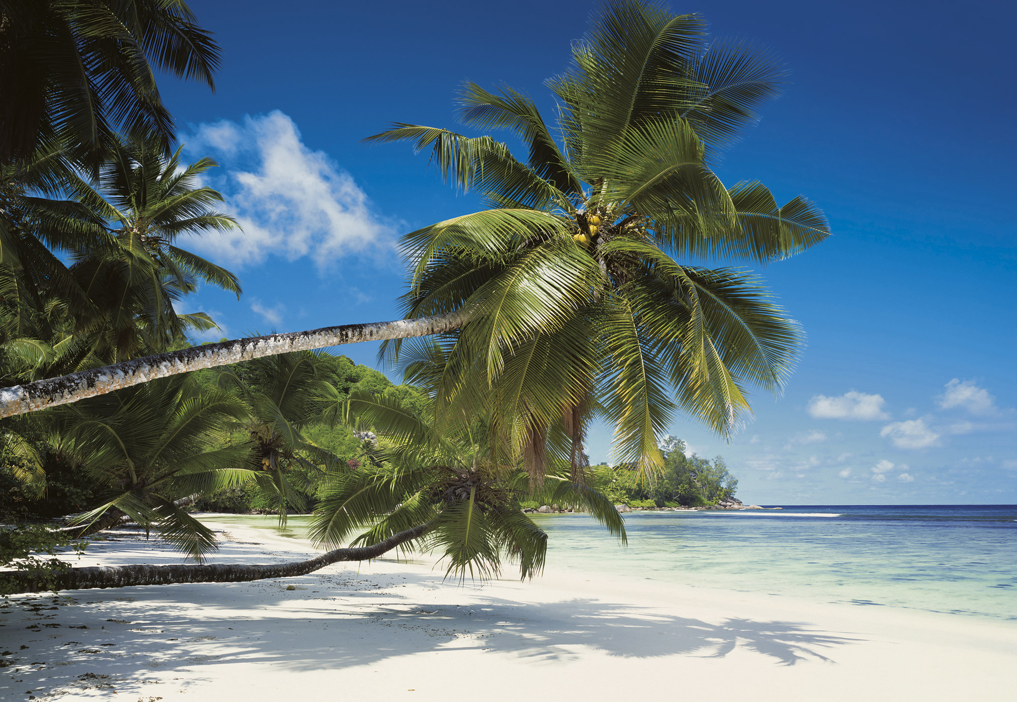 Fototapete „Coconut Bay“ von Komar