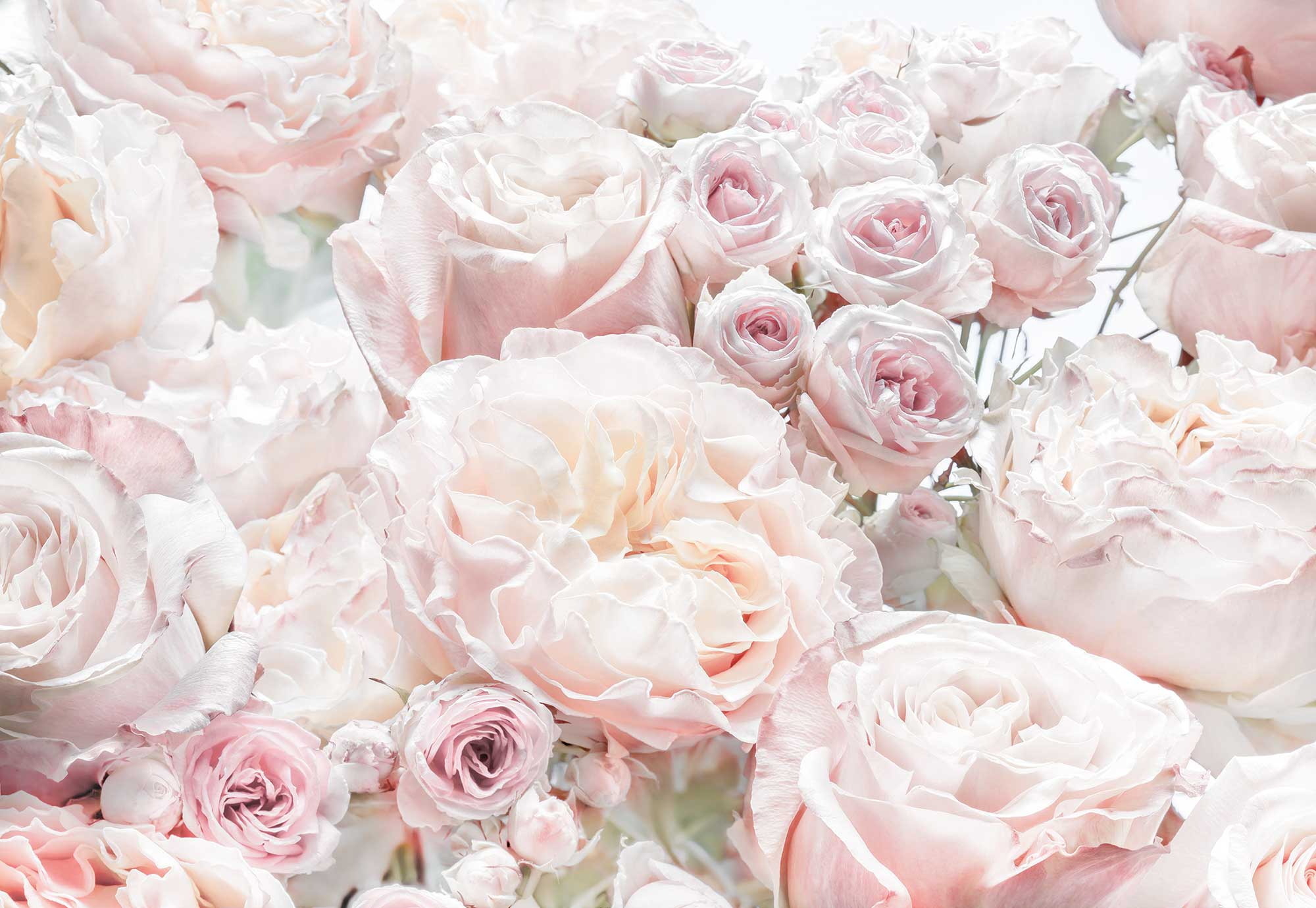 von „Spring Roses“ Fototapete Komar