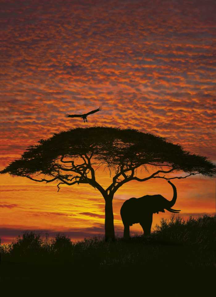 Fototapete African Sunset
