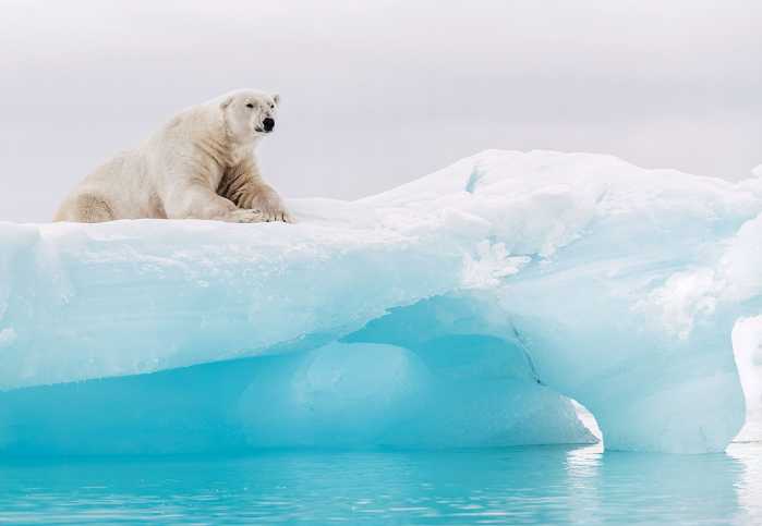 Fototapete Arctic Polar Bear