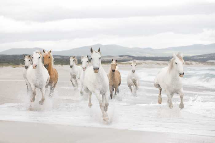 Fototapete White Horses