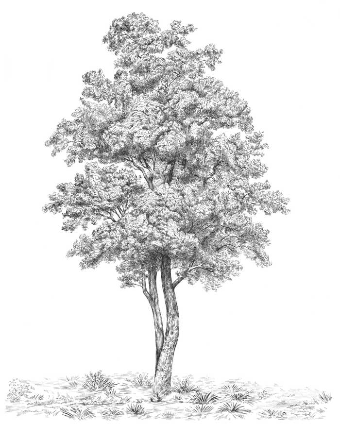 Standard Vlies Arbre