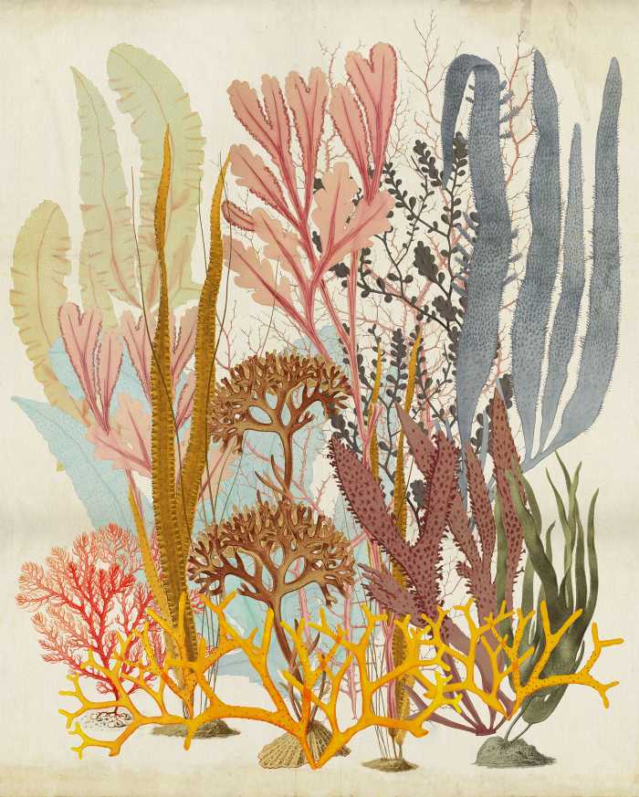 Digitaldrucktapete Catchy Corals