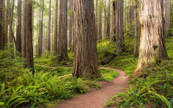 Digitaldrucktapete Redwood Trail
