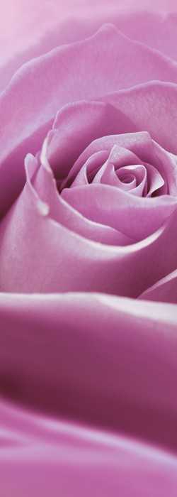 Premium Vlies Pink Rose
