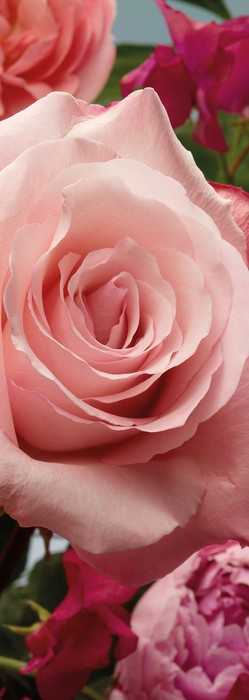 Premium Vlies Rosenduft
