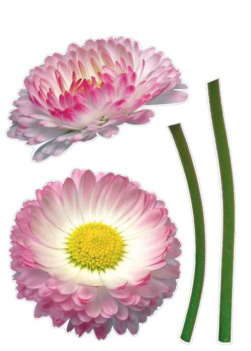  Daisy