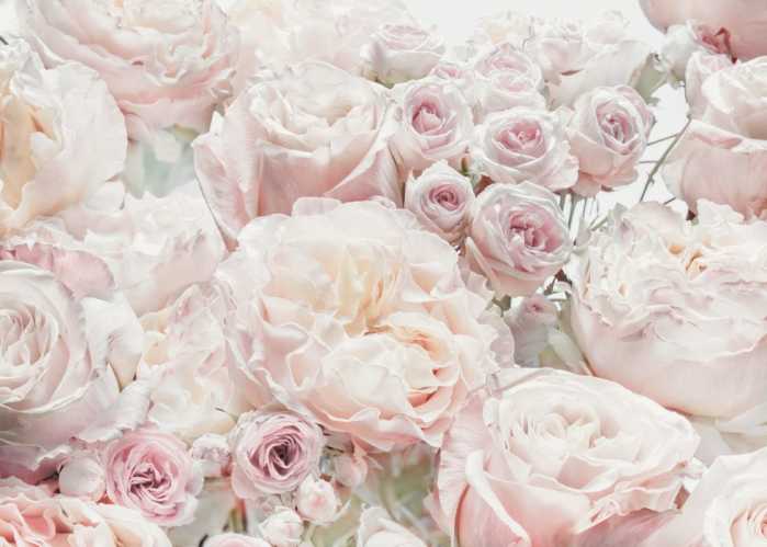 Vlies Spring Roses