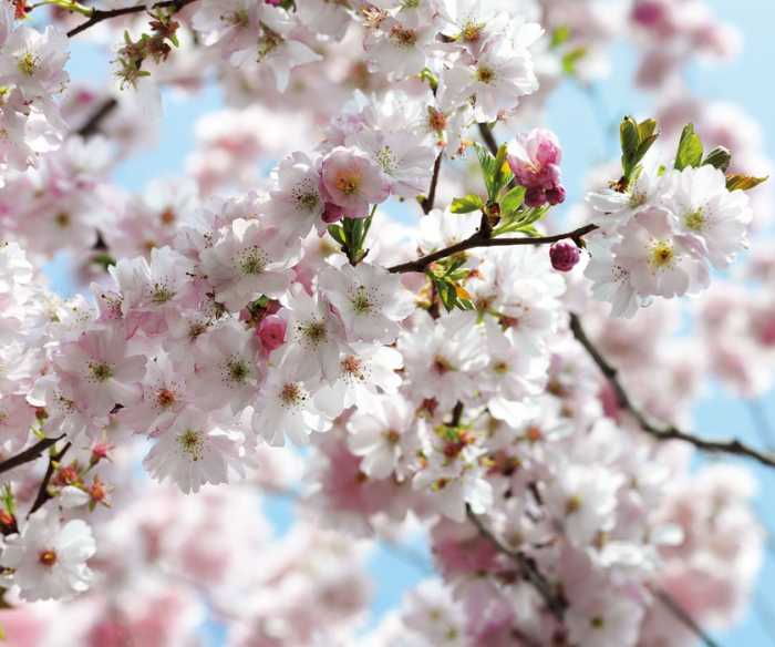 Premium Vlies Spring