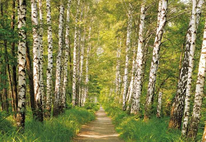 Papier Birkenwald