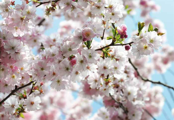 Papier Spring