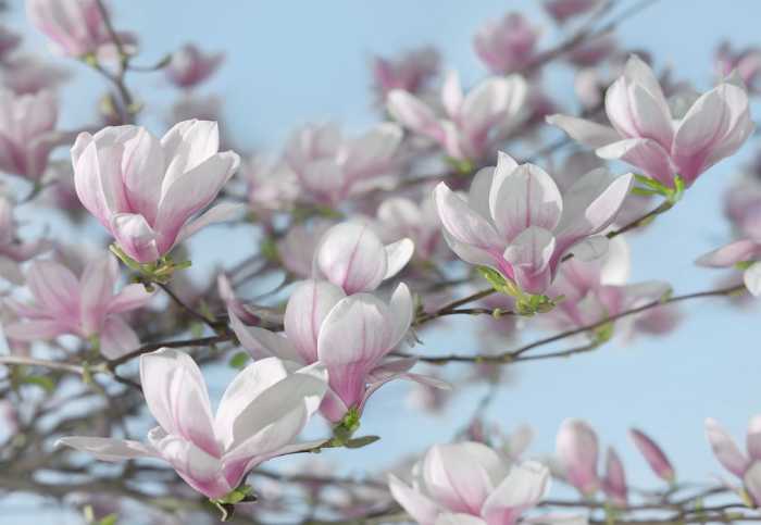 Fototapete auf Papier Magnolia