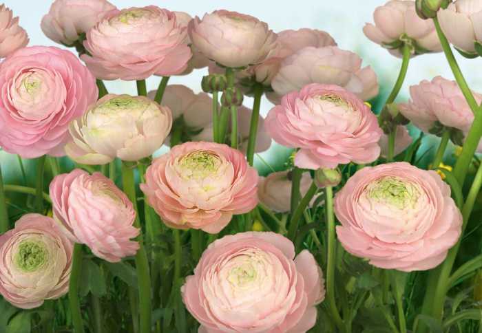 Papier Gentle Rosé