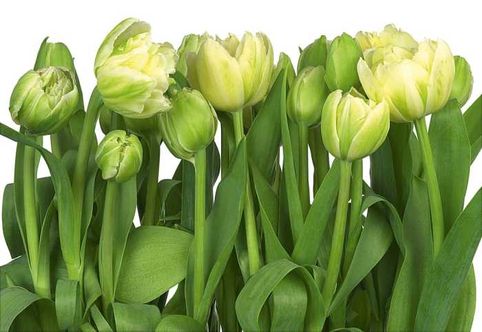 Papier Tulips