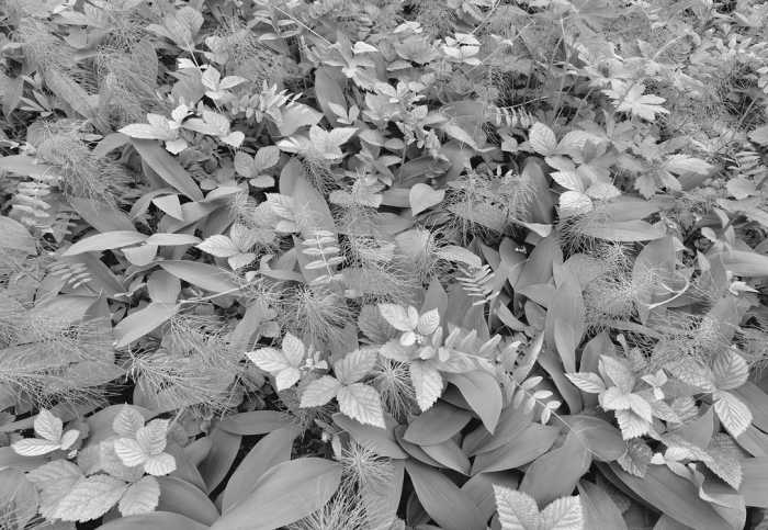 Papier Forest Floor