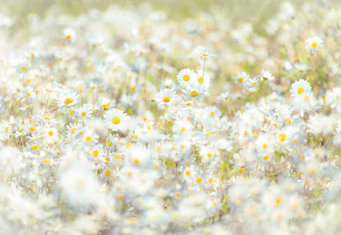 Papier Daisies