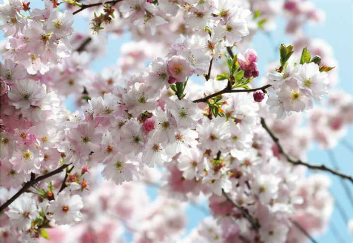 Vlies Spring