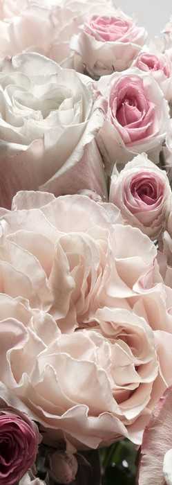 Premium Vlies Englische Rosen