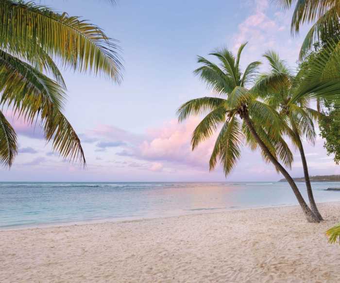  Paradise Morning