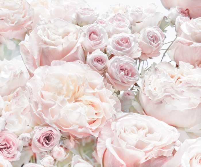  Spring Roses