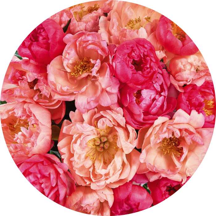 Selbstklebende runde Fototapete auf Vlies Roseraie