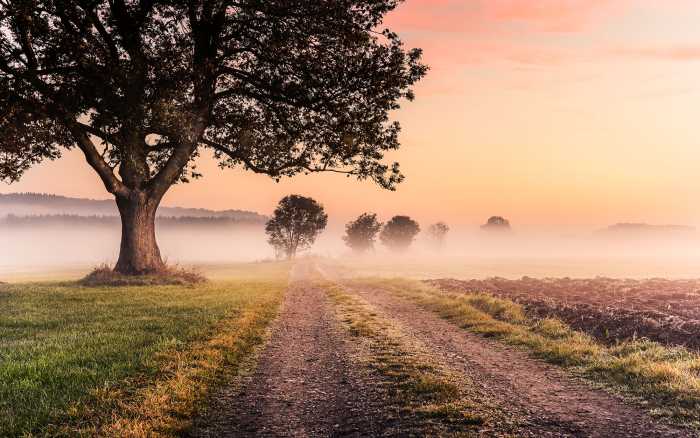 Digitaldrucktapete Misty Morning