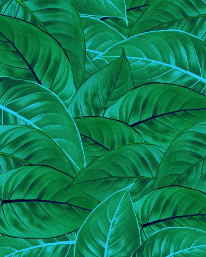 Digitaldrucktapete Jungle Leaves