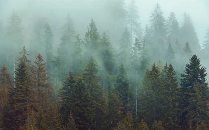 Digitaldrucktapete Foggy Firs