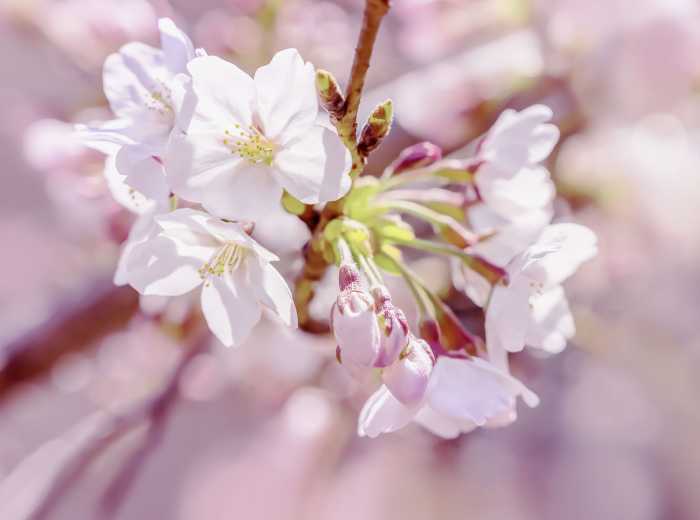 Vliestapete Pink Blossom