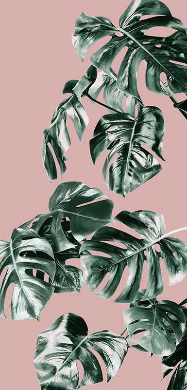 Digitaldrucktapete Monstera Rosé