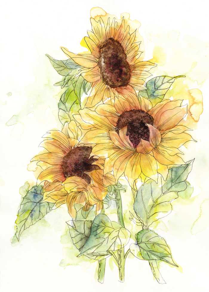Digitaldrucktapete Girasol