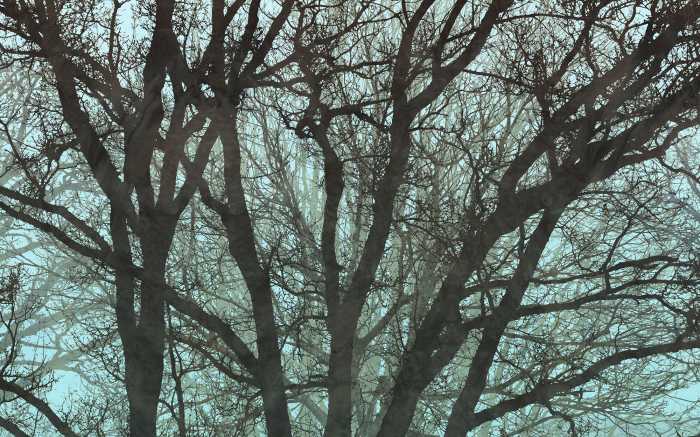 Digitaldrucktapete Whispering Woods