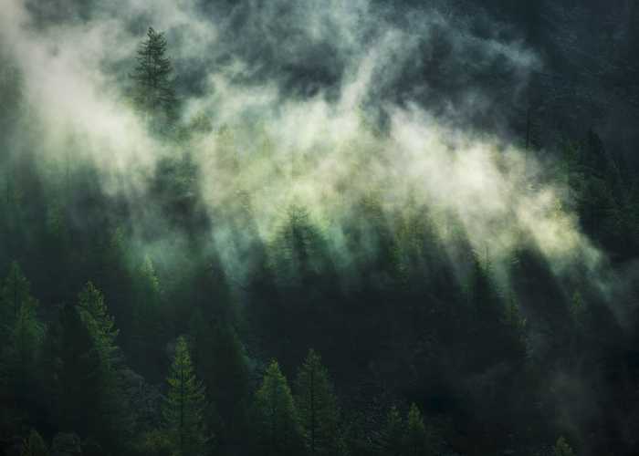 Digitaldrucktapete Misty Crowns