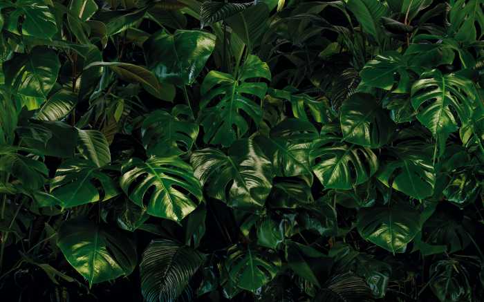 Digitaldrucktapete Tropical Wall