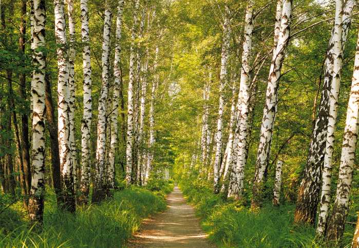 Fototapete Birkenwald