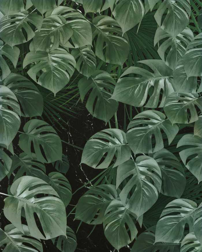 Digitaldrucktapete Monstera on Marble