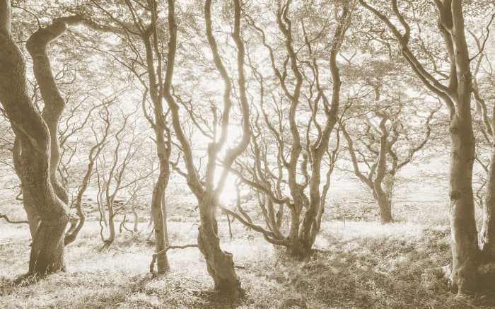 Digitaldrucktapete Bleached Birch