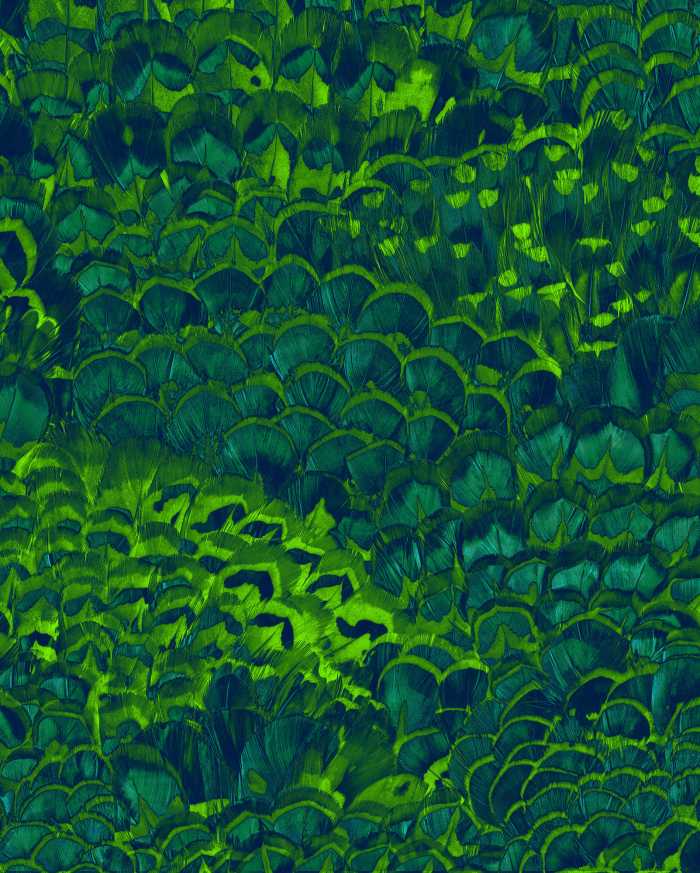 Digitaldrucktapete Feathers