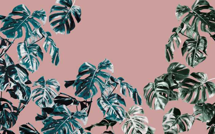 Digitaldrucktapete Monstera Rosé