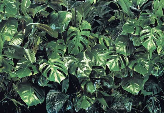 Fototapete Verdure
