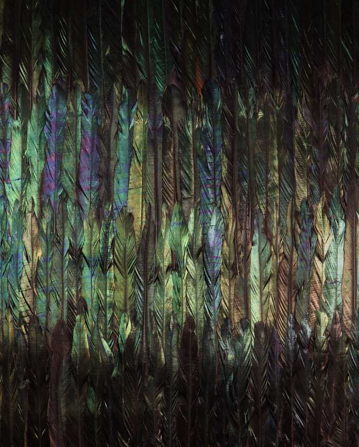 Digitaldrucktapete Dark Wings