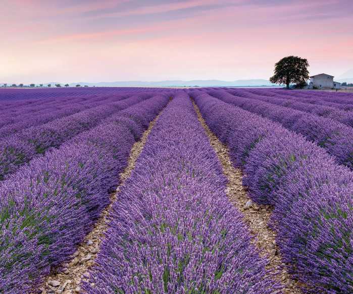 Digitaldrucktapete Provence