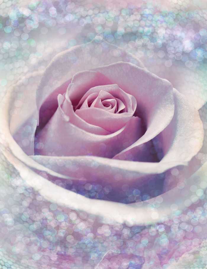 Vliestapete Delicate Rose