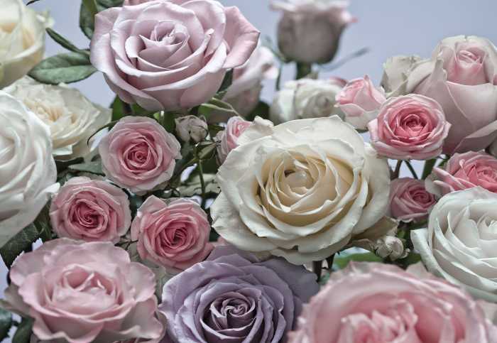 Fototapete Floraison