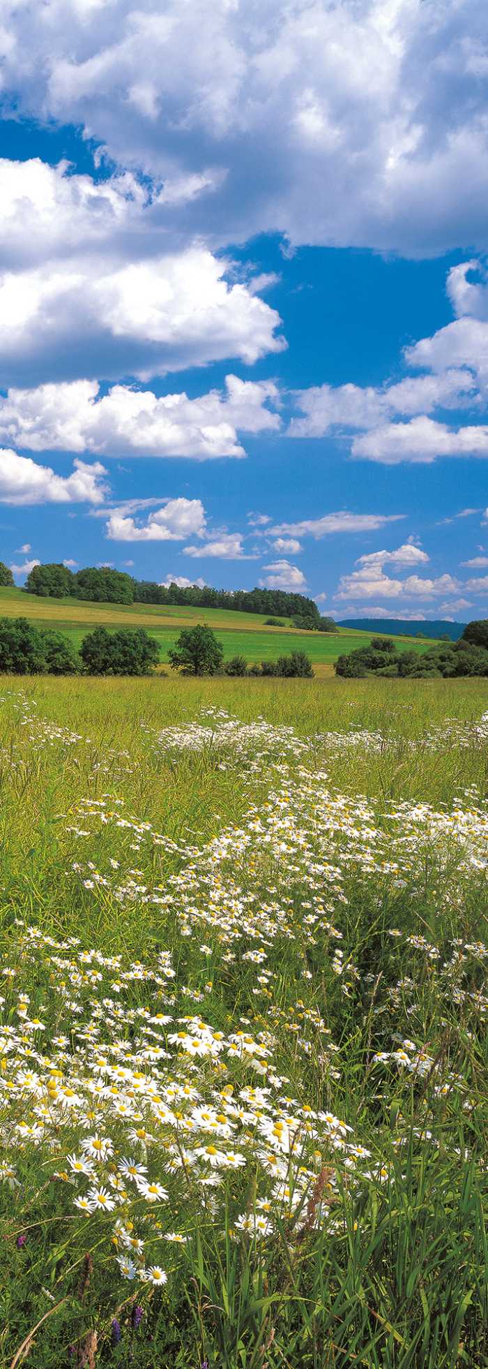 Panel Meadow