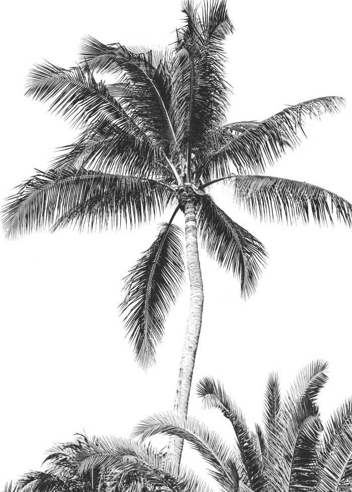 Digitaldrucktapete Retro Palm