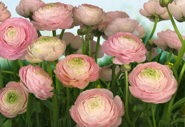 Fototapete Gentle Rosé